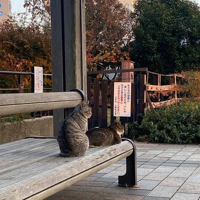 蓬莱広場のベンチにいる猫